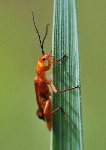 Réf. 285 109 : Rhagonycha fulva